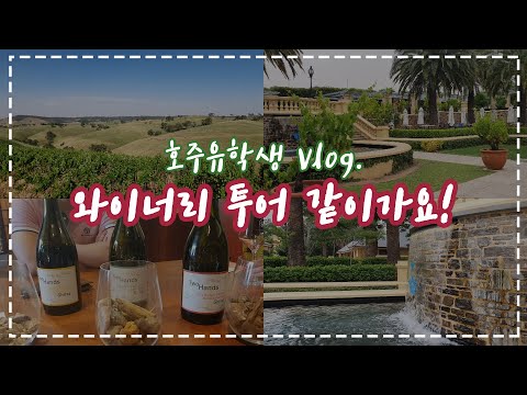 호주 VLOG | 바로사밸리 투어 갔다왔어요! | 와이너리 투어 | 호주 관광 명소 | 호주 간호대생 | 호주 유학생 VLOG