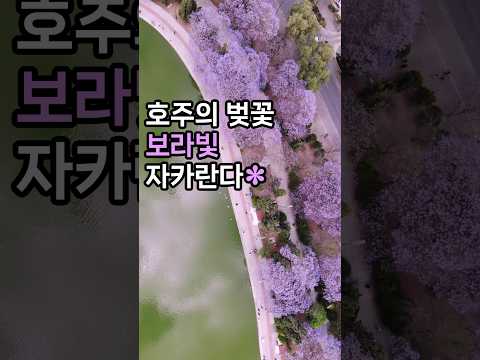 호주의 보라빛 꽃 ‘자카란다’ 소개 (feat.시드니 자카란다 명소 Top3) #호주 #호주여행 #jacaranda #시드니