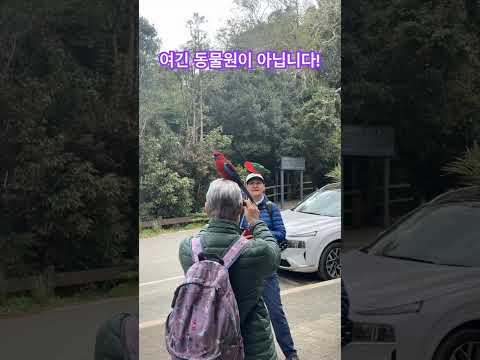 호주에서 유명한 레밍턴 국립공원 앵무새와 함께 즐거운 시간을 보낼 수 있는 곳 꼭 가보시길 추천합니다 #호주 #여행 #shorts #trip